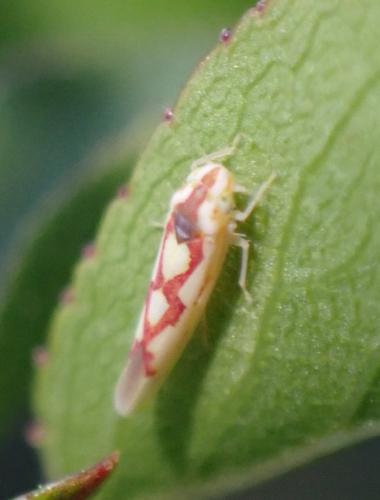 Zygina flammigera